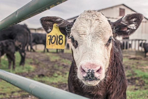los estadounidenses creen que la leche con chocolate procede de vacas marrones