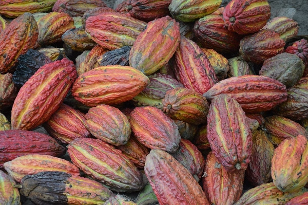 se ha pasado toda la vida recogiendo cacao ¡pero nunca ha probado el chocolate
