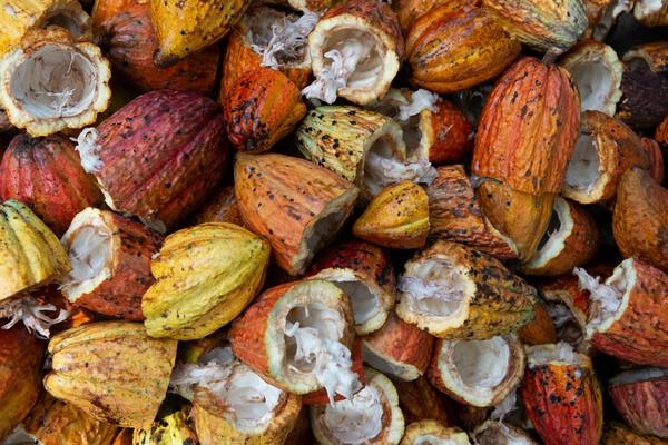 ¿conoces bien la manteca de cacao